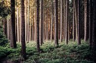 Harzer Fichtenwald van Oliver Henze thumbnail