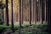 Harz sparrenbos