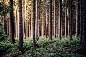 Harzer Fichtenwald von Oliver Henze