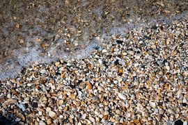 Shells Beach Monster by Kim Van Uuden