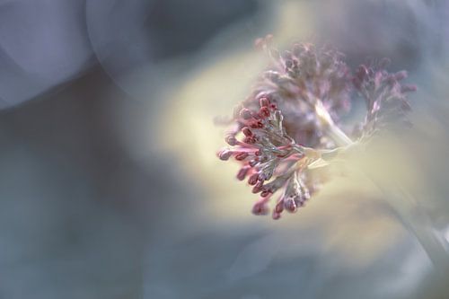bloemen part 299