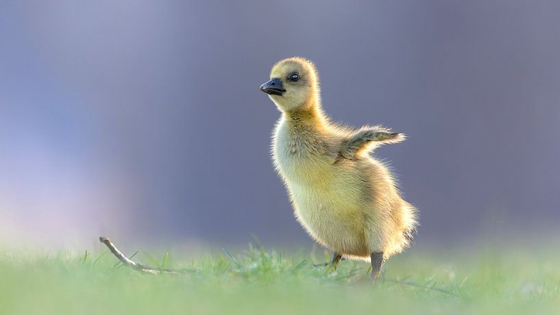 First Wingstroke - Goose chick in the soft light by Gianni Argese