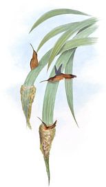 Ermite grisée, John Gould