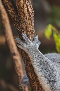 Pfote eines Koalas, der sich an einen Baum klammert von Ken Tempelers