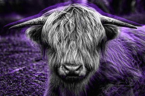 Schottischer Highlander Lila von Ruud van der Wees