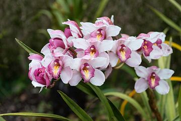 Orchidea, Orchid on madeira island van ChrisWillemsen