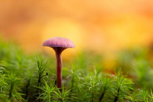 Champignon sur Andrea Hofstra
