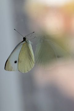 Papillon, image miroir sur Nynke Altenburg