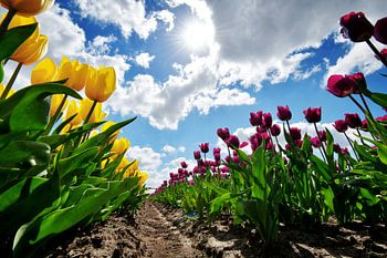 field of red and yellow tulips against a blue sky with sun and white clouds