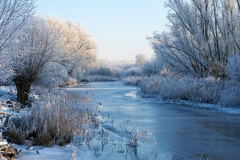 Winter in De Biesbosch by Reinier van de Pol