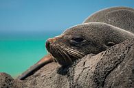 Fur seal on the rocks of Oamaru, New Zealand by Martijn Smeets thumbnail