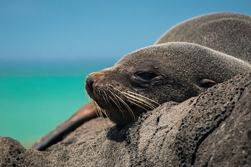 Fur seal on the rocks of Oamaru, New Zealand by Martijn Smeets