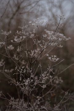 Fleur de neige d'hiver sur Imagination by Mieke
