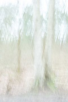 The birch tree twins by Chantal van Dooren
