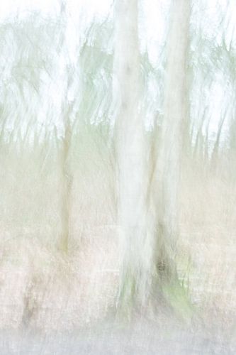 The birch tree twins