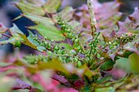 Adembenemend / plant