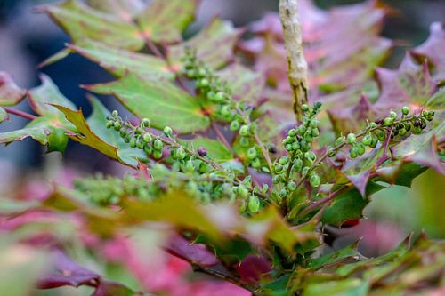 Adembenemend / plant