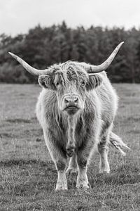 Schottischer Highlander