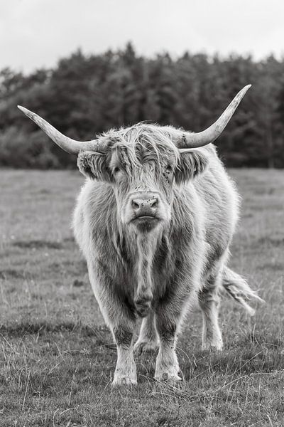 Schottischer Highlander von Menno Schaefer