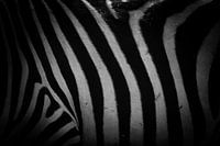 Minimalist black and white zebra