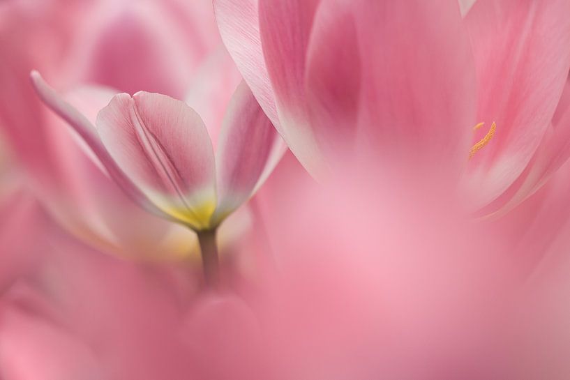 Roze tulpen van Teuni's Dreams of Reality