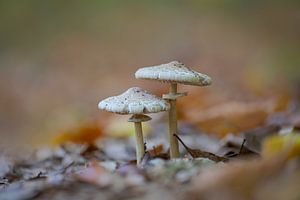 Pilze wachsen in einen Laubwald von Mario Plechaty Photography