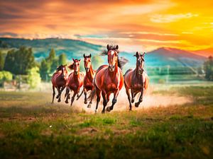 Paarden in de wei van Mustafa Kurnaz