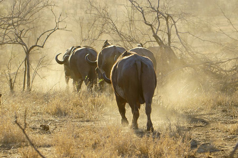 Buffels bij zonsondergang, Krugerpark, Zuid Afrika