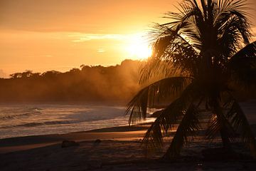 Zonsondergang met palmboom van Annemiek Lenting