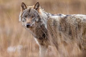 Wolf im hohen Gras von Herwin Jan Steehouwer