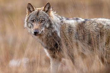 Wolf im hohen Gras