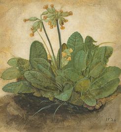 Albrecht Dürer. Büschel von Cowslips