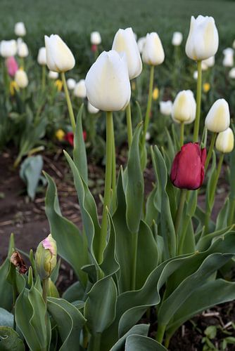 Tulipes en fleurs dans un grand champ de tulipes