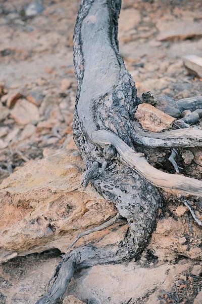 Unberührtes Ibiza - Baumstumpf // Natur- und Reisefotografie von Diana van Neck Photography
