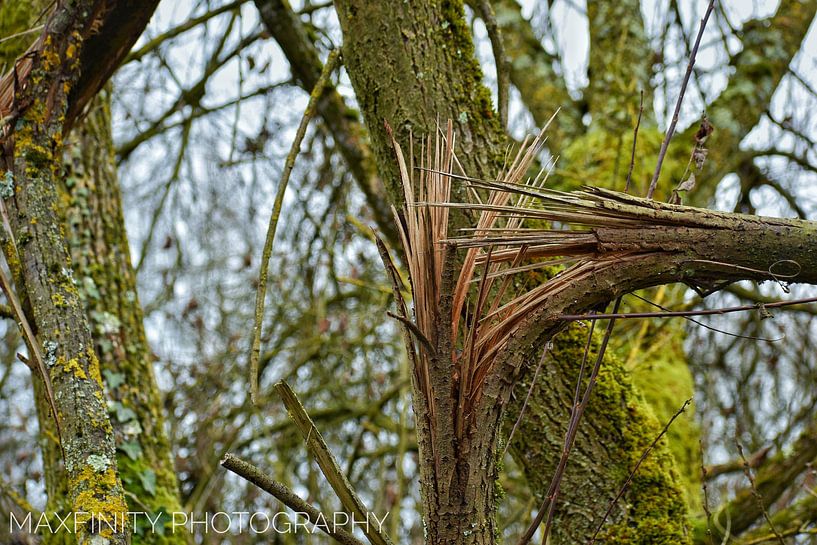 Der gebrochene Baum von Alia Maximus
