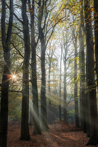 Sunshine forest, Low Fire !