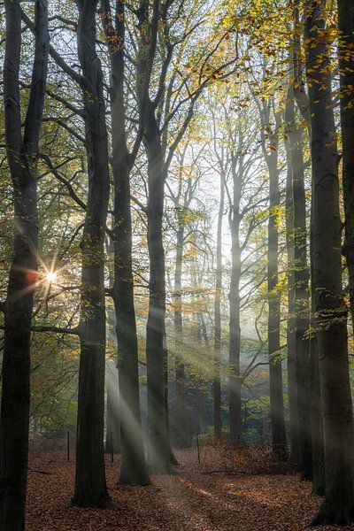 Zonnestralen bos, Lage Vuursche! van Peter Haastrecht, van