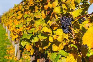 Raisin dans les feuilles de vigne d'automne