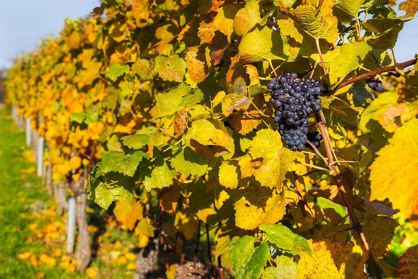 Weintraube im herbstlichen Weinlaub von Daniela Beyer