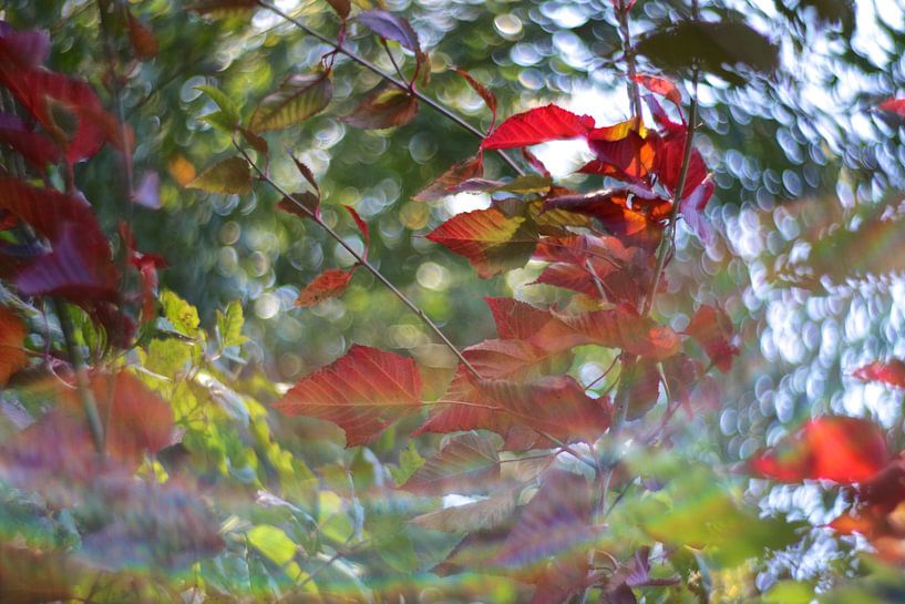 Herfst bladeren van Marianna Pobedimova
