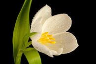 Weisse Blumen Tulpe von Martin Steiner Miniaturansicht