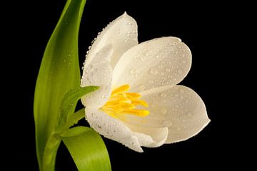 Witte bloemen tulp van Martin Steiner