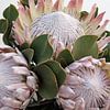 Protea 5 von Carla Mesken-Dijkhoff