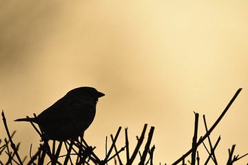 Silhouette sparrow by Sascha van Dam