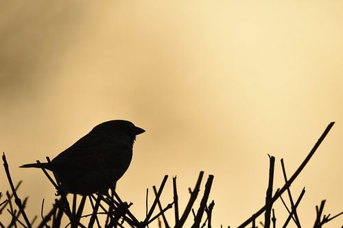 Silhouette moineau
