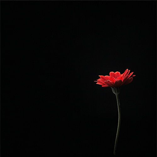 Deep Blackness and Fiery Passion - A Red Gerbera Blooms