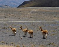 De Andes