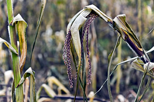 Blätter der Maispflanze im Botanischen Volkspark in Ostberlin 