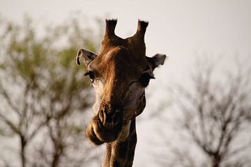 South Africa Giraffe by Timba Art