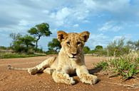 Jonge leeuw (Panthera leo) liggend op de grond, Hoedspruit, Nationaal Park Kruger, Zuid-Afrika van Nature in Stock thumbnail